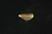藏品(河殼菜蛤(沼蛤))的圖片